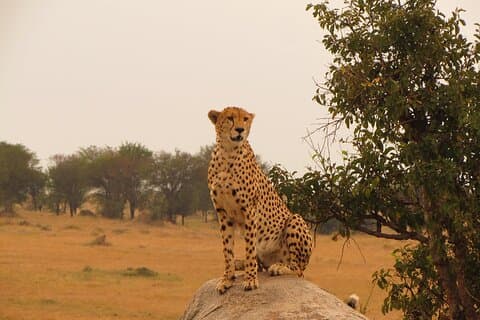 Famoso Serengeti de 3 dias - Midrange (2 noites de Serengeti)