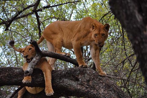 2-tägige, erhabene Safari zur Tarangire- und Ngorongoro-Safari