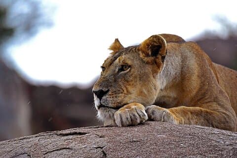 Safari de migration Essence de 6 jours du Serengeti et du Ngorongoro
