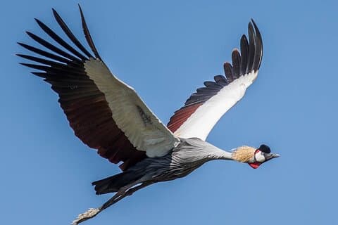 Safari del circuito norte de aventuras de vida silvestre de 5 días