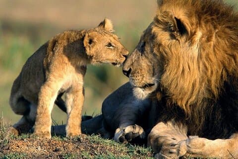 Full-Day Tour in Ngorongoro Crater