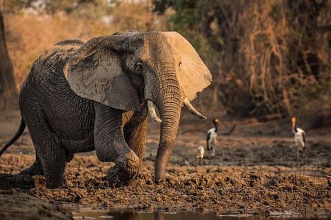 Ganztägige Tour zum Tarangire-Nationalpark mit Abholung