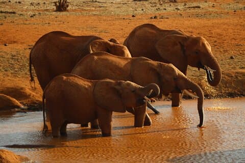 Safari notturno privato allo Tsavo est