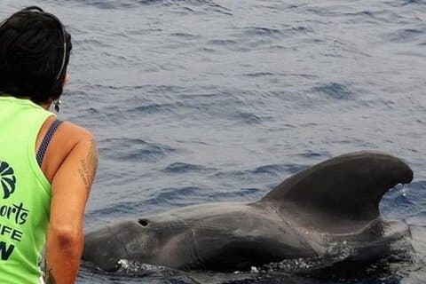 Ledere i Eco Respectful Ingen jagt hval og delfin safari ture