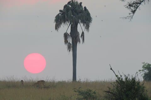 3-dages privat safaritur i Murchison Falls Park Safari