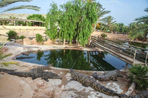 Visite de 4 heures avec rencontre avec des crocodiles sur l'île de Djerba