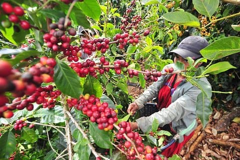 Explore Local Culture and Coffee Tour from Guanacaste