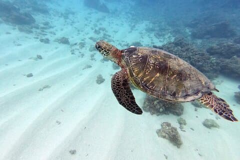 Discover Scuba Diving in Hawaii - Non certified divers!