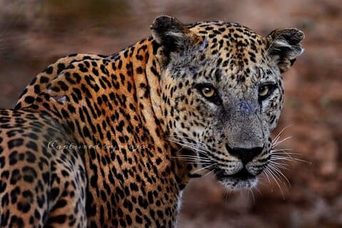Fuld dag / Halv dag WildlifeAdventure i Yala-National-Park