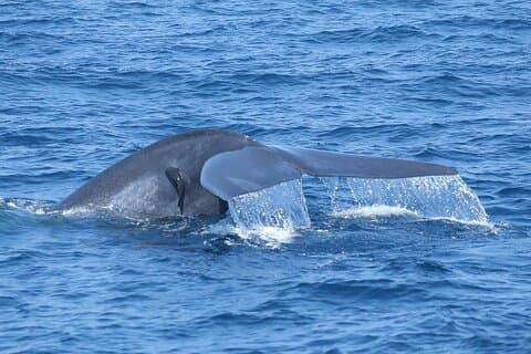 Observation des baleines Mirissa avec ( WWC )