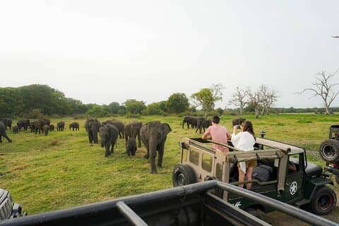 Minneriya National Park Half Day Elephant Safari
