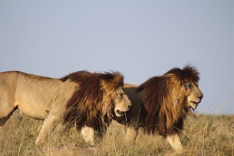 6 Day Safari Tour in Samburu, Ol Pajeta, Masaai Mara in Kenya