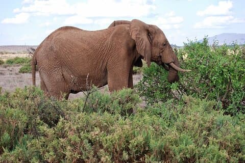 10-dagars kombinerad Kenya & Tanzania 2024 Big 5 & Migration Safari