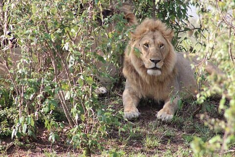 10 dages privat safari