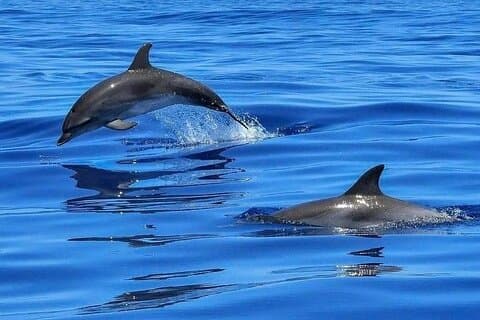 Dolphin Shelling Snorkelkryssning i Tampa