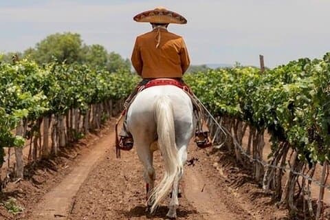 Wine Tour and Horseback Ride through the Mountains of Guanajuato
