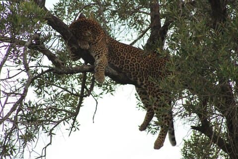 6 dagars privat safaritur i Kenya
