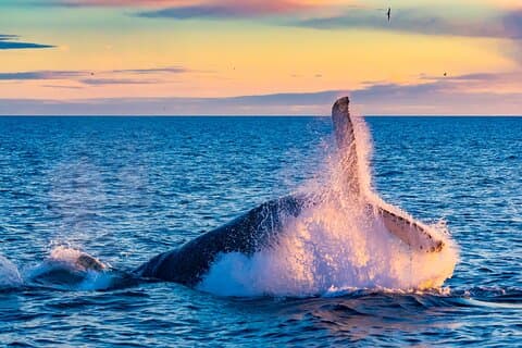 Whale Watching og Golden Circle Tour fra Reykjavik