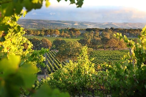 Wine Tour Yarra Valley Five Star Experience