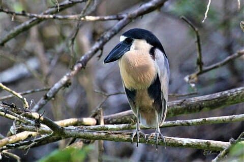 Bird Watching Tour Huatulco HT
