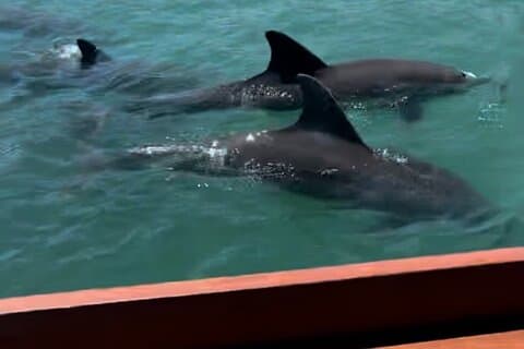 Tiki Time! A Public Cruise to Sandbars, See Dolphins or Sunset.