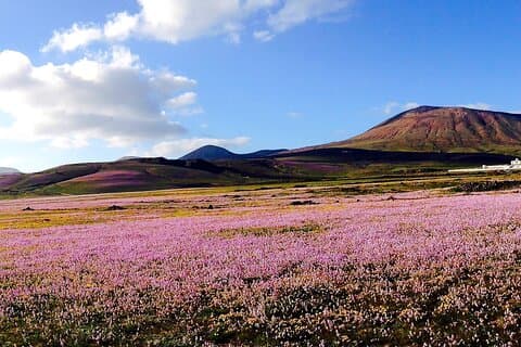 Aangepaste privérondleidingen op het eiland Lanzarote