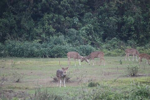 One Day Safari (deling) i Chitwan nasjonalpark
