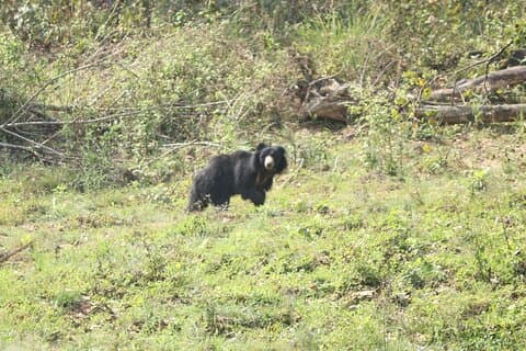 Adventure Day Walk(Private, 8-10h.) inside Chitwan National Park.