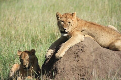 Safari fotografico in Tanzania