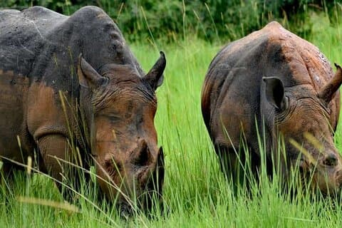 Un emozionante tour di 1 giorno di monitoraggio dei rinoceronti in Uganda
