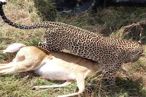3-Day Masaai Mara Shared Group Safari Tour by Safari Jeep