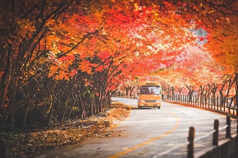 Naejangsan Fall Foliage Tour från Busan med Seoul Drop-off