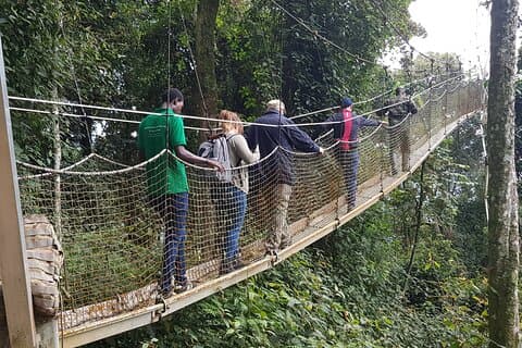 En dags delt canopy-tur i Nyungwe Forest National Park