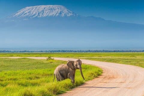 Tour giornaliero del Parco Nazionale di Amboseli; Connessione Wifi gratuita