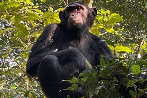 Safari di trekking privato di 2 giorni con scimpanzé nel parco forestale di Kibale