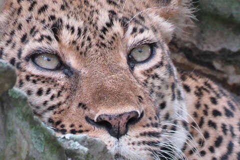 3-dages Queen Elizabeth Park Wildlife Safari plus Chimpanse Trekking