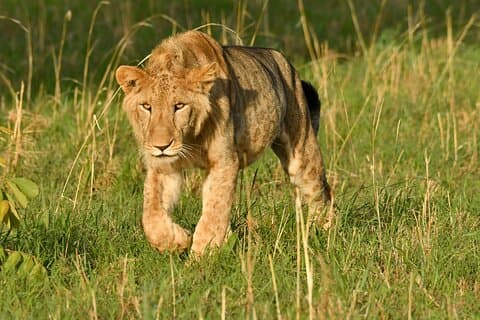 Safari di 8 giorni con gorilla, scimpanzé e fauna selvatica in Uganda