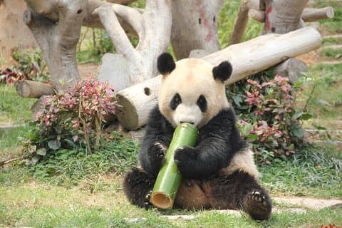 成都の5日間の自然パンダ楽園ツアー