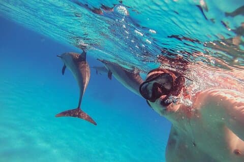Snorkling med delfiner & frokost i Sataya-revene fra Marsa Alam