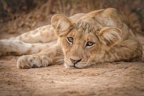 2-dages guidet Murchison Falls og Zziwa Rhino Trekking Safari