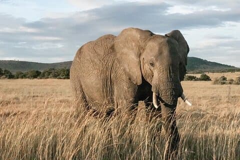 5 Day Tsavo East-Tsavo West and Amboseli Safari Private Tour