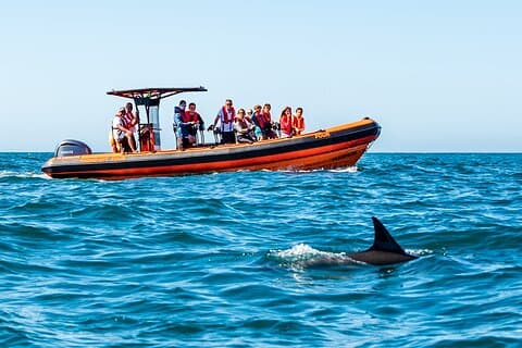Cascaes | Observación de delfines