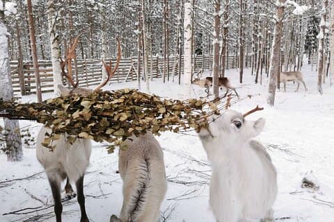 Arctic Huskies och Reindeers Fun i Rovaniemi