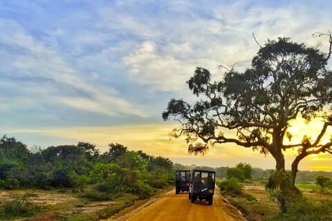 Yala nasjonalpark privat jeepsafari fra Colombo og Negombo