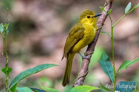 Chennai, geführte Vogelbeobachtungs- und Vogelbeobachtungs-Fotoreise mit Spot Scope, 2 bis 3 Stunden