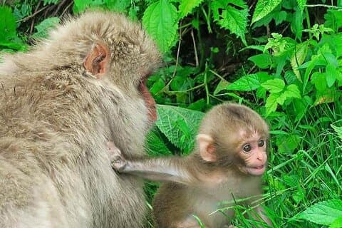 1-Day Private Snow Monkey ZenkoJi Temple & SakeTasting NaganoTour