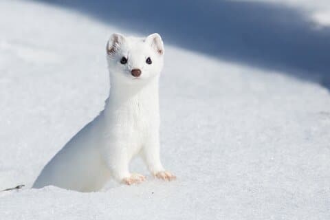 Hotell i nærheten av Grand Teton Winter Wildlife Tour