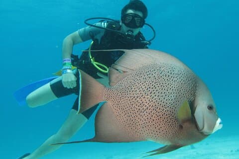 Activité de cours de certification PADI Open Water Diving