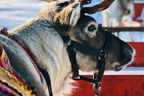 北極の動物たちとランチブッフェを楽しむ