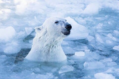 Arctic polar bear eventyr ettermiddagstur